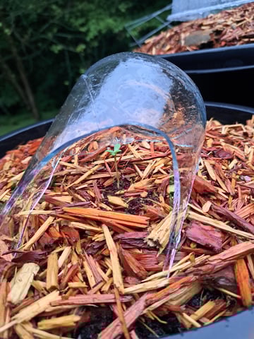 Bucket List Grow #1 — seedling_rooting, day 5