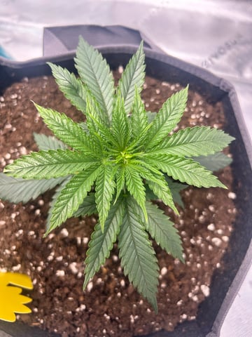 First Ever Grow GT — seedling_rooting, day 25