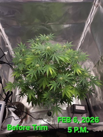 Dos Si Dos. Indica — flower, day 43