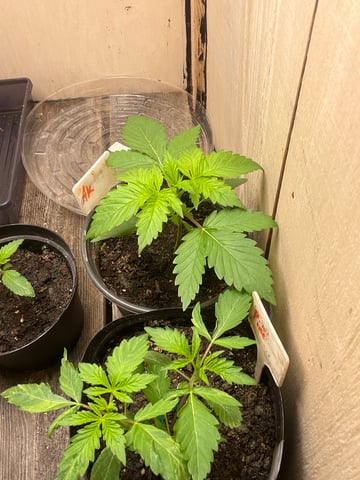 Ak-47 (Fast Verison) and pine Auto  — vegetative, day 21