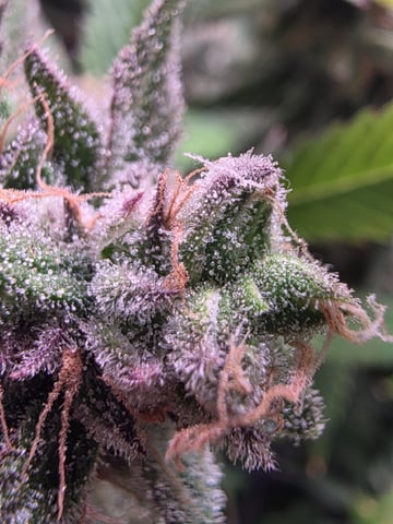 Blue Dream Feminized 