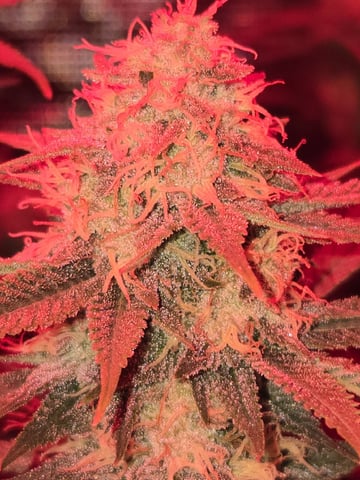 4 strains in 1 tent — flower, day 107