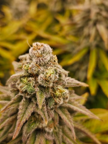 Double Trouble  — flower, day 98