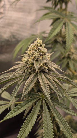  1 Blue Zushi x Venom & 1 Jack Here x Strawberry Cookies OG — flower, day 93