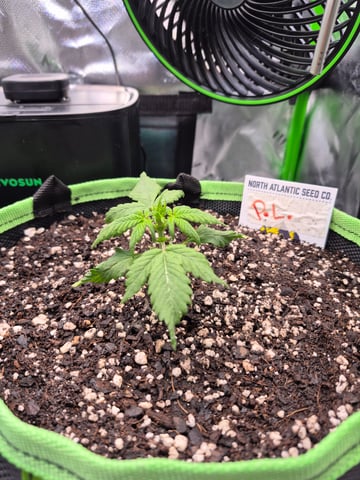 First "Auto" Grow — seedling_rooting, day 16