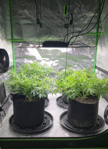 SBJ Clones — flower, day 66