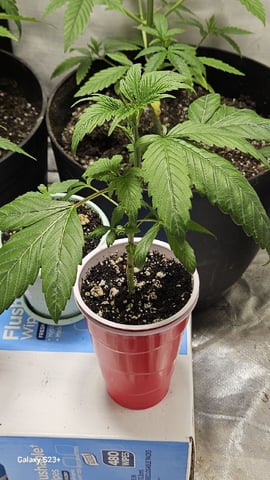 My First Grow — grow_setup, day 30