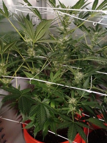 Bruce Banner