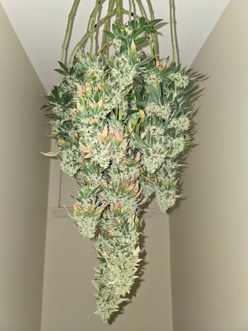 Northern lights #10 2nd plant (Selkies) — harvest, day 100