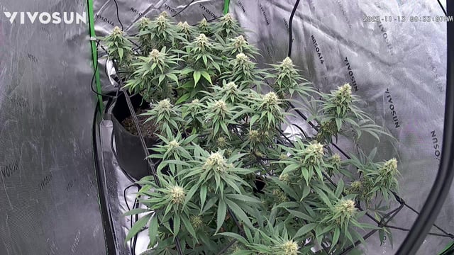 Blue Dream Photos — flower, day 86