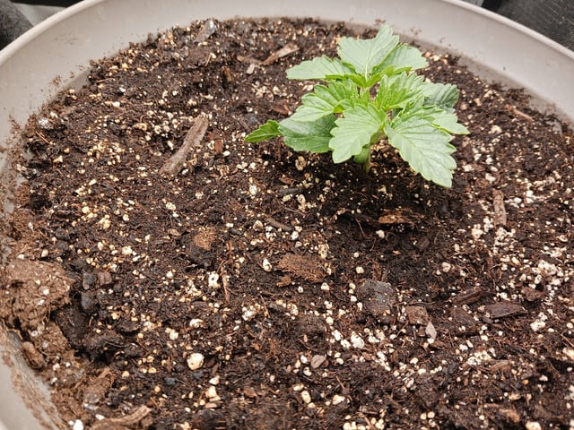 9lbhammer feminized  — vegetative, day 11