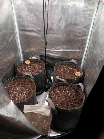 HP CC — seedling_rooting, day 8