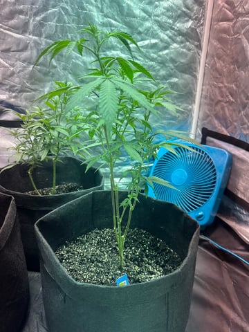 Kush mintz — vegetative, day 1