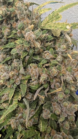 Sativa Summer Autos