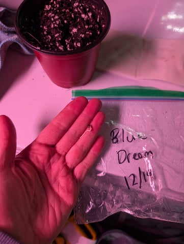 first grow - autoflower — germination, day 9