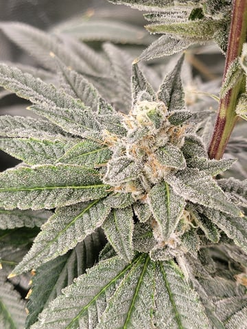 #3 — flower, day 72