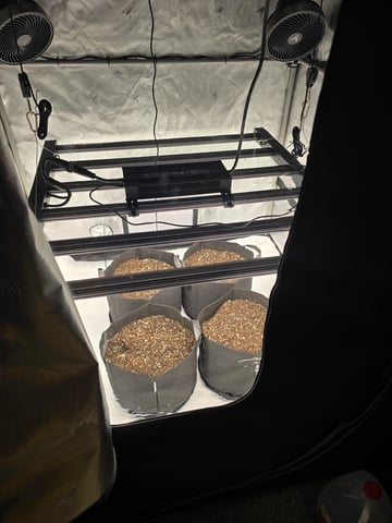 1st Grow 4x4 — germination, day 2