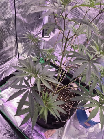 Kalini Asia Auto  — vegetative, day 9