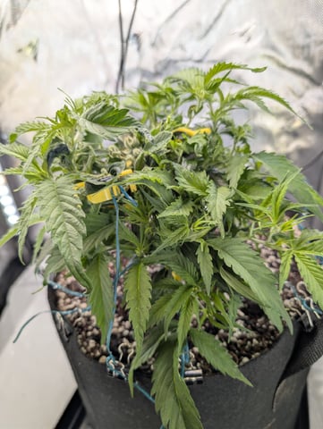 C99 CloneWars! — vegetative, day 11