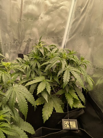 first grow — flower, day 24
