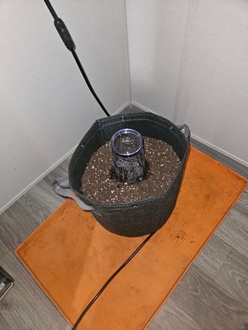 Gorilla Z auto — grow_setup, day 1