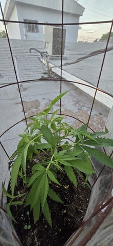 CzechsMex 2.0 — vegetative, day 180