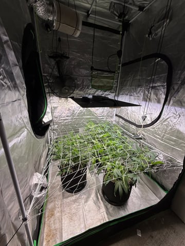 Green Gelato — flower, day 56