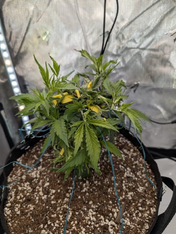 C99 CloneWars! — vegetative, day 10