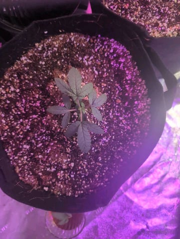 2025-26 — seedling_rooting, day 7