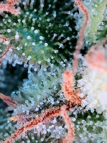 Grow Shed Grow #1 — flower, day 81