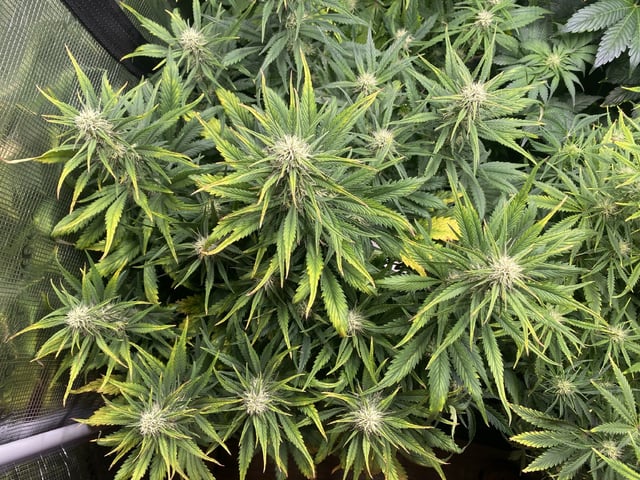 Auto Run #1 2025-2026 — flower, day 70