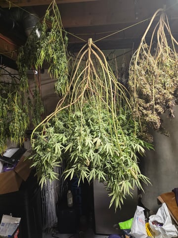 outdoor start/indoor 2025 — harvest, day 206