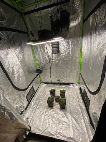 Clones GodFather OG Clones — seedling_rooting, day 1