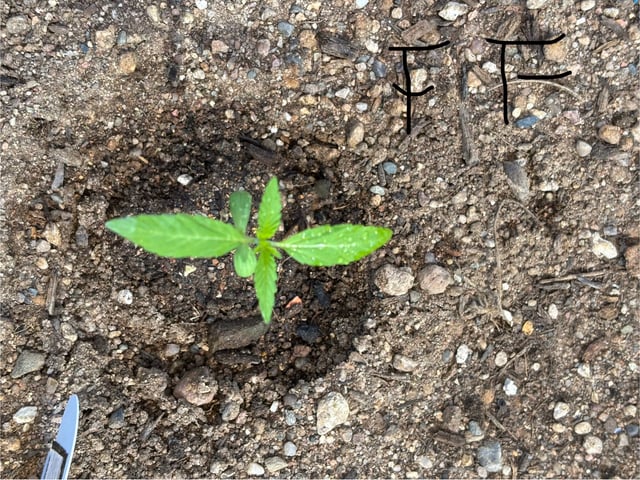 3 seeds  — vegetative, day 15