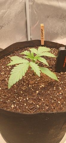 newest ggs setup grow — vegetative, day 19