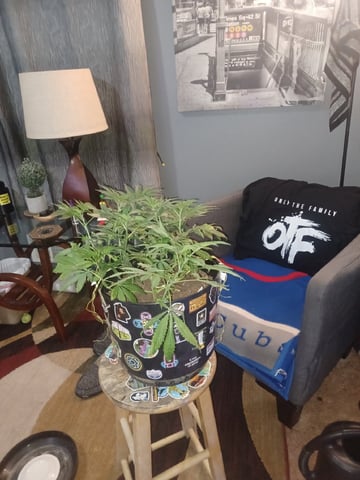 Poor Ivory — vegetative, day 69