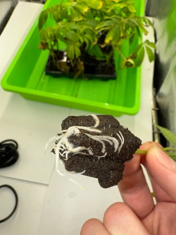 Permanent Marker, Gary Payton Cuttings/Clones  — seedling_rooting, day 11