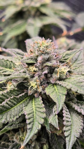 mc nuggets r1 — flower, day 85