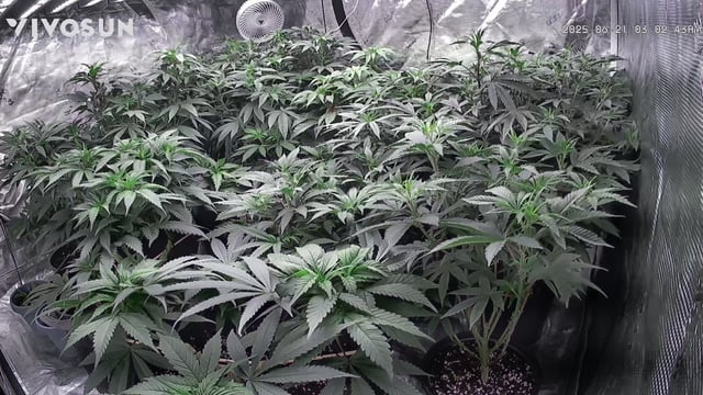 outdoor start/indoor 2025 — vegetative, day 95