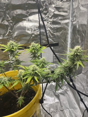 Wedding Cake Auto