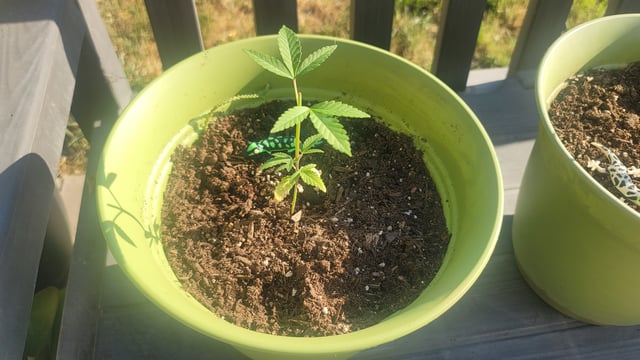 Poison Rainbows — vegetative, day 47