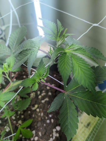 Audrey III — vegetative, day 63