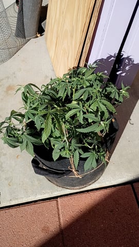 Purple Plum Perfect 💜 & 2 Grape Runtz 🍇 Mainlining garden.  — auto, day 67