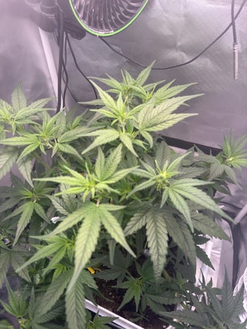 Key Lime Pie — vegetative, day 35