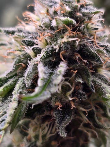 Northern lights #10 (Alaska) — flower, day 74