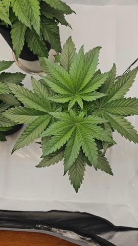 ethos genetics  — vegetative, day 26