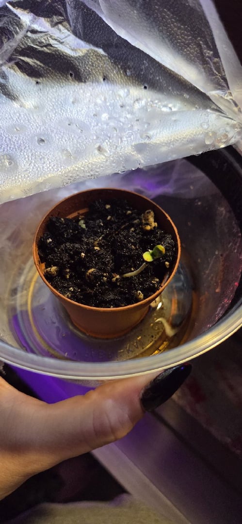 My First Grow