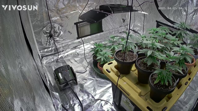 outdoor start/indoor 2025 — vegetative, day 38