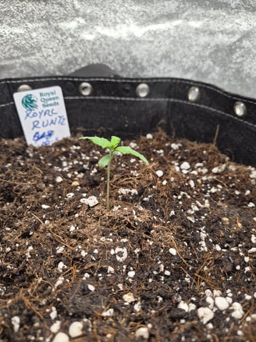 I'll get it right — seedling_rooting, day 13