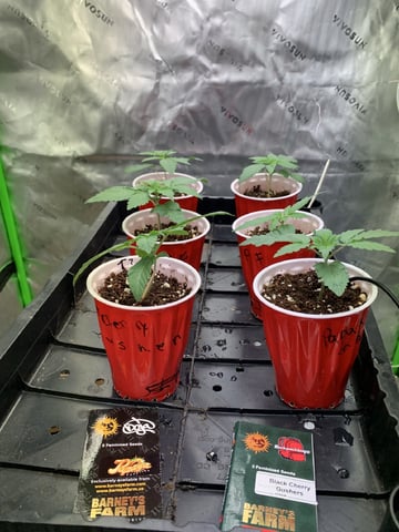 Papaya Frosting  — seedling_rooting, day 16